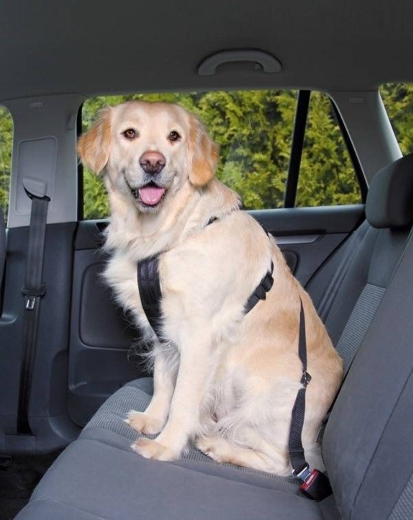 Szelki samochodowe L